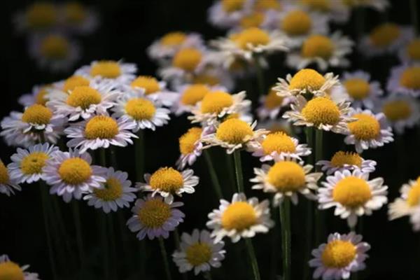 雏菊不能送人的原因，被认为是不吉利的花卉