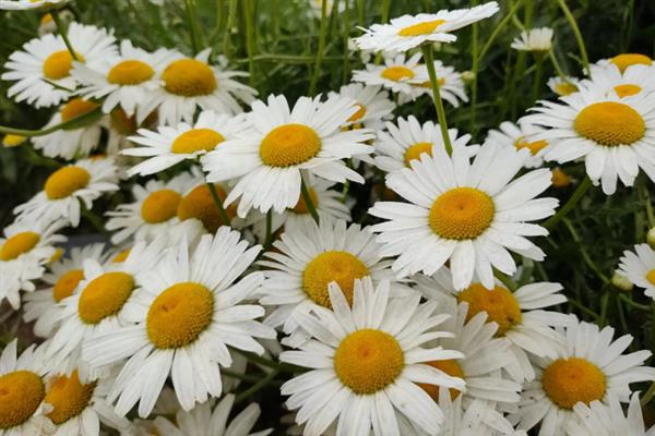 雏菊不能送人的原因，被认为是不吉利的花卉