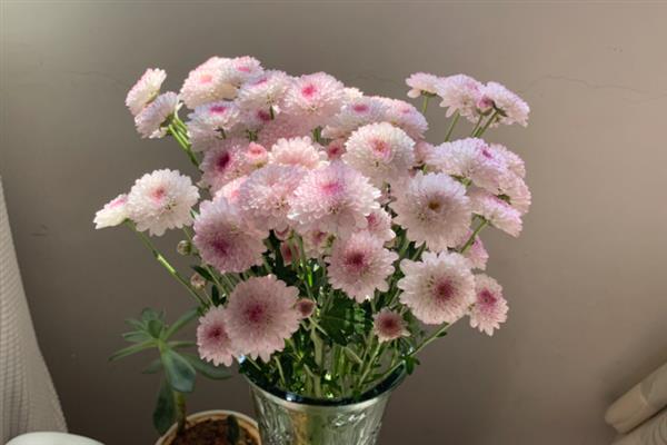 雏菊不能送人的原因，被认为是不吉利的花卉