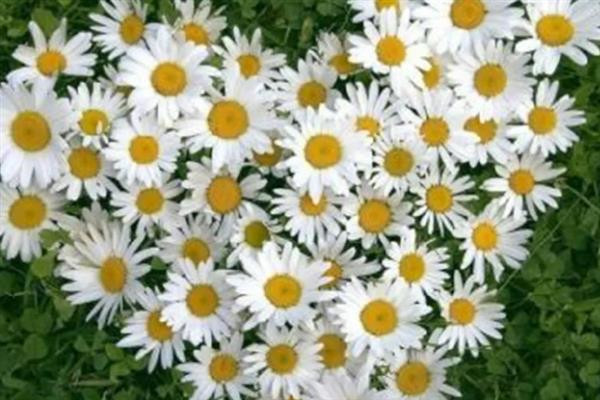 雏菊不能送人的原因，被认为是不吉利的花卉