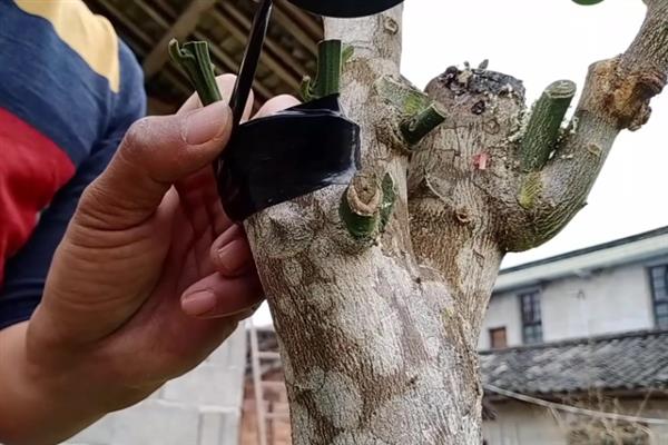 冬季能不能嫁接柚子树，嫁接后容易导致砧木和接穗死亡
