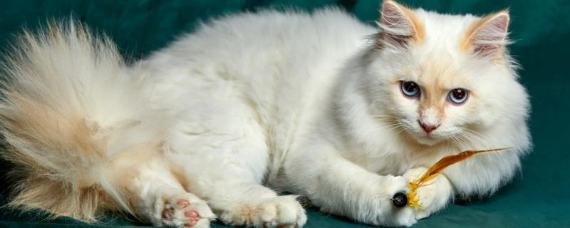 猫咪咬人怎样教育，可以进行大声呵斥
