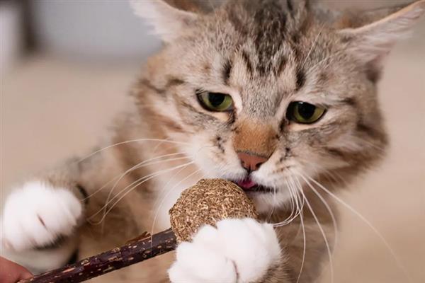 猫咪咬人怎样教育，可以进行大声呵斥