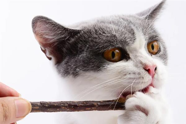 猫咪咬人怎样教育，可以进行大声呵斥