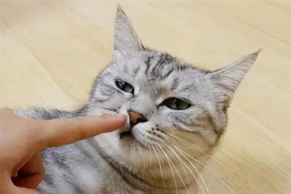 猫咪咬人怎样教育，可以进行大声呵斥