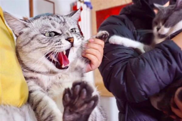 猫咪咬人怎样教育，可以进行大声呵斥