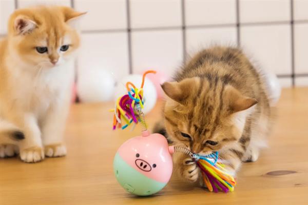 猫咪咬人怎样教育，可以进行大声呵斥