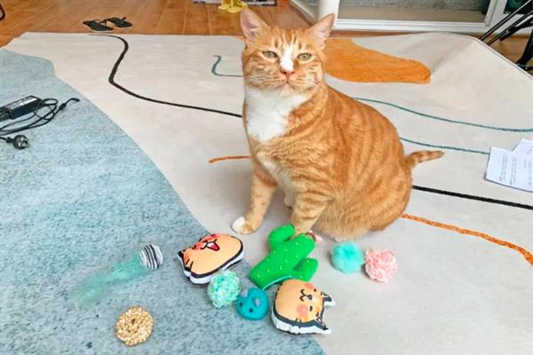 猫咪咬人怎样教育，可以进行大声呵斥