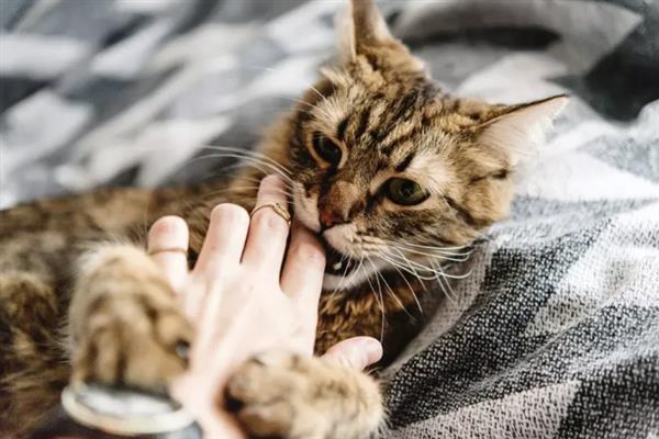 猫咪咬人怎样教育，可以进行大声呵斥