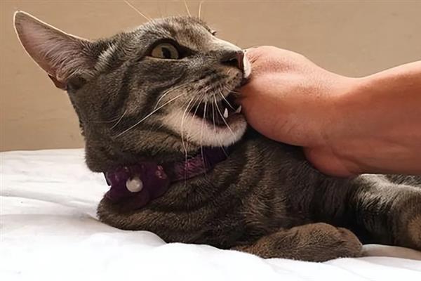 猫咪咬人怎样教育，可以进行大声呵斥