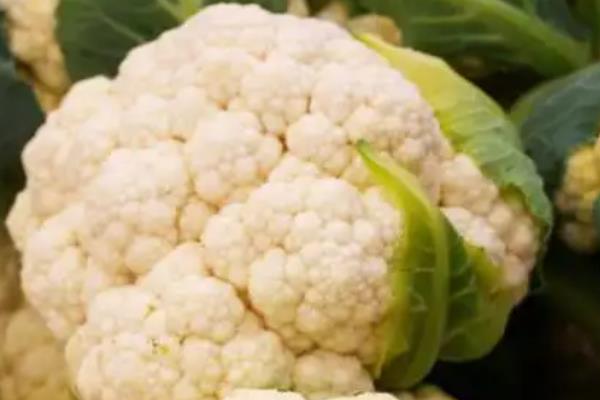 花椰菜西兰花和花菜的区别是什么，颜色和花序均不同