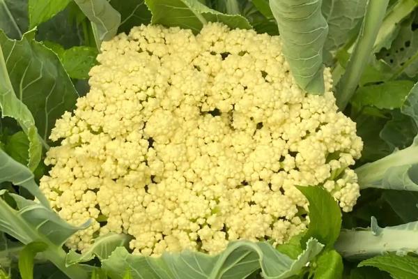 花椰菜西兰花和花菜的区别是什么，颜色和花序均不同