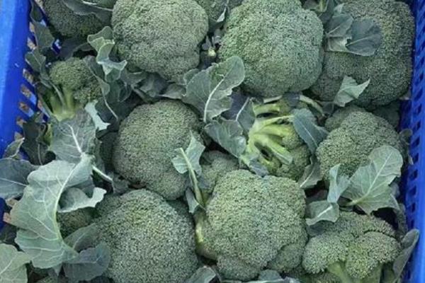 花椰菜西兰花和花菜的区别是什么，颜色和花序均不同