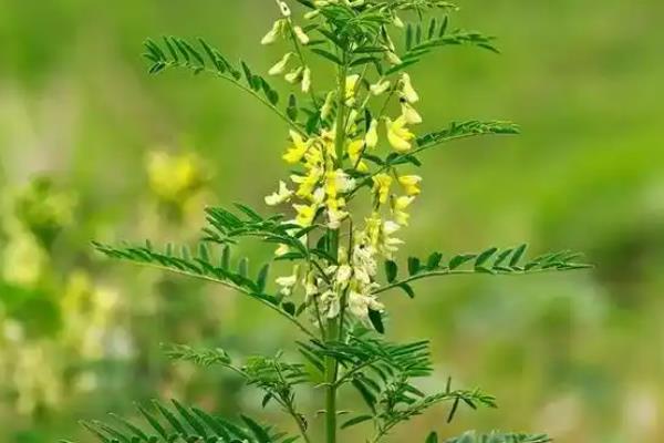 目前种什么药材可以赚钱，桔梗、板蓝根、白术等品种都是适宜选择