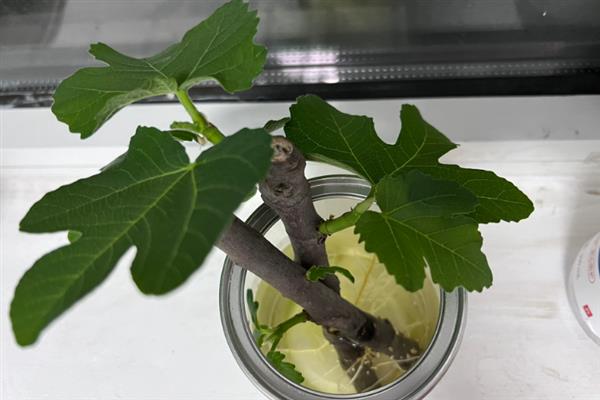 无花果如何快速生根，可以采用浸泡催芽的方式