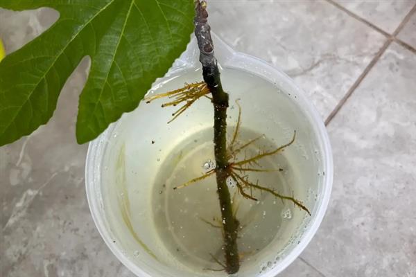 无花果如何快速生根，可以采用浸泡催芽的方式