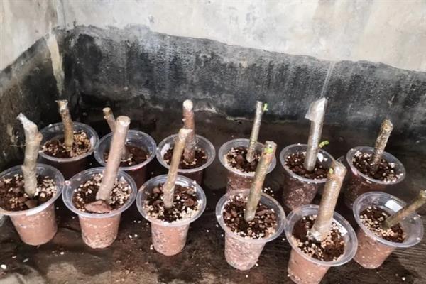 无花果如何快速生根，可以采用浸泡催芽的方式