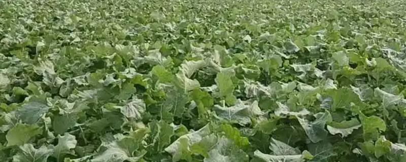 油菜缺素症状，缺氮会出现植株矮小瘦弱等情况