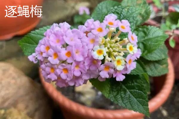 有什么常见的摆盘花草，叶片摆盘常用铜钱草、薄荷、百里香等品种