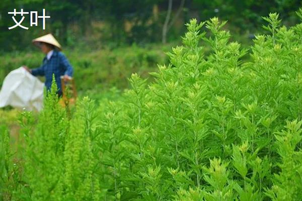 有什么常见的摆盘花草，叶片摆盘常用铜钱草、薄荷、百里香等品种