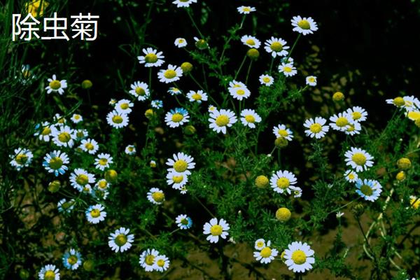 有什么常见的摆盘花草，叶片摆盘常用铜钱草、薄荷、百里香等品种