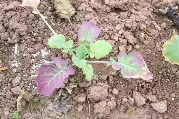 油菜缺素症状，缺氮会出现植株矮小瘦弱等情况