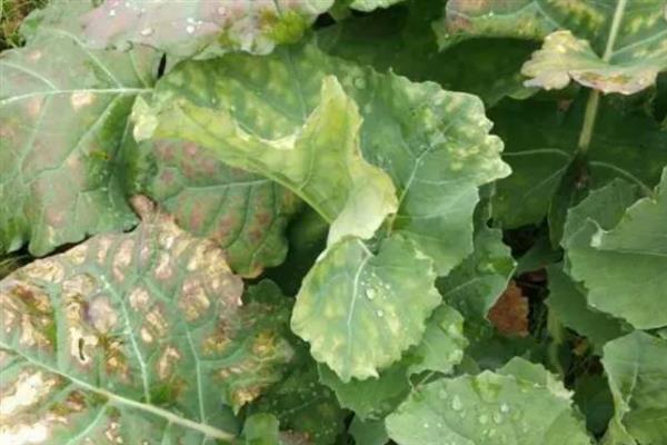 油菜缺素症状，缺氮会出现植株矮小瘦弱等情况
