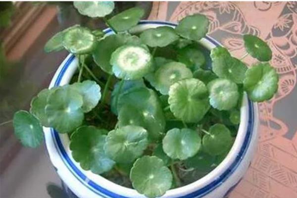 金钱草能水养吗，是可以水养的