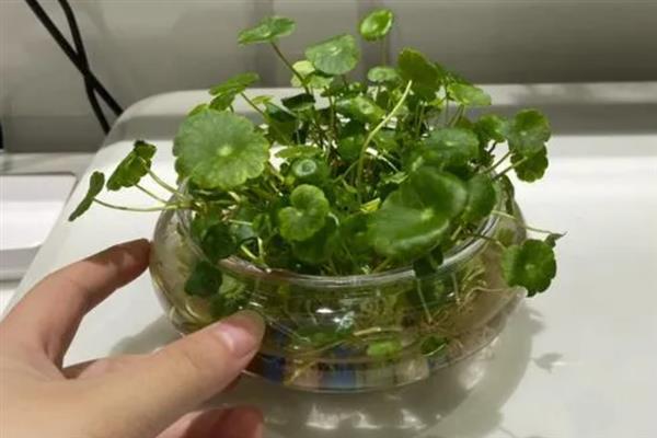 金钱草能水养吗，是可以水养的