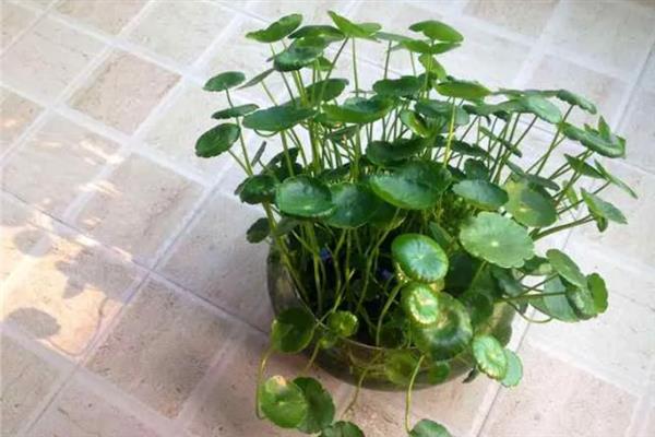 金钱草能水养吗，是可以水养的