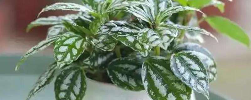 皱叶冷水花的摘心方法，剪除主茎或侧枝顶端的顶稍