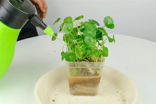 金钱草能水养吗，是可以水养的