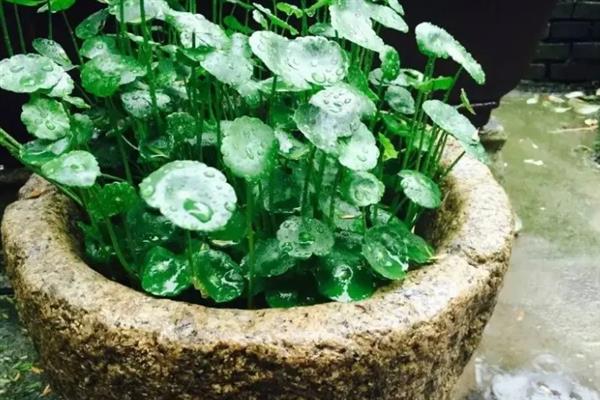 金钱草能水养吗，是可以水养的