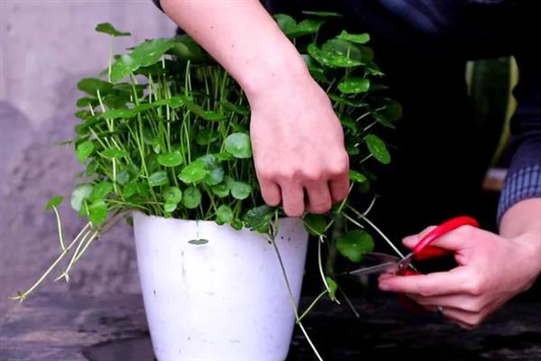 金钱草能水养吗，是可以水养的