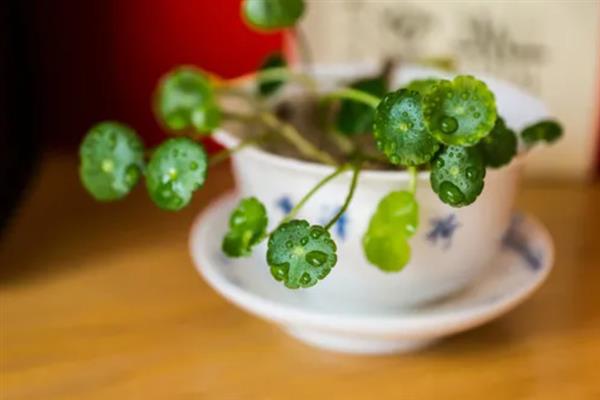金钱草能水养吗，是可以水养的