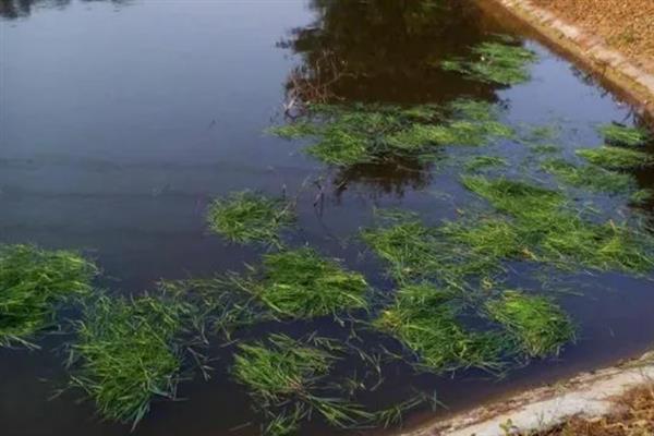 怎么让草鱼快速生长，投喂嫩草可促进消化加快生长速度