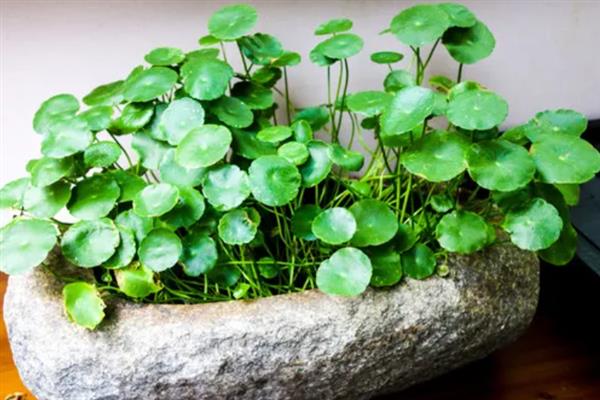 金钱草能水养吗，是可以水养的