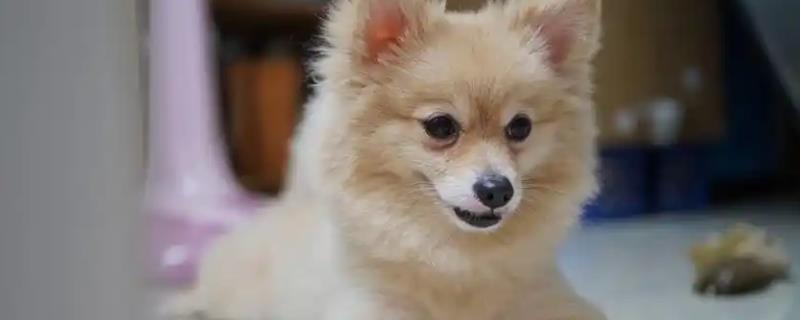 犬瘟的后遗症，会出现摇头、抽搐等神经性症状