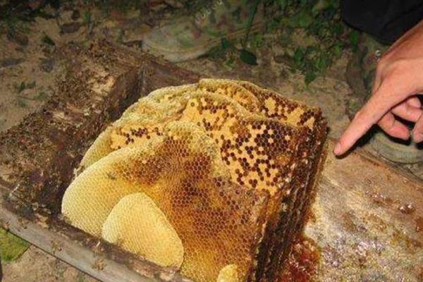 蜜蜂群里面出现棉虫怎么办，使用棉虫清木片、棉虫净等药物具有不错的治疗效果