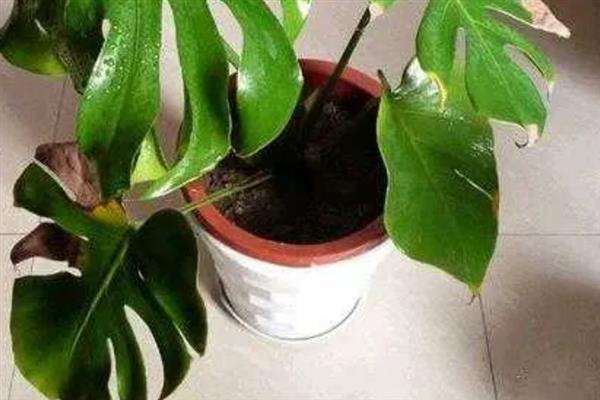 龟背竹怎么修剪，剪除顶部的长枝和密集的枝叶