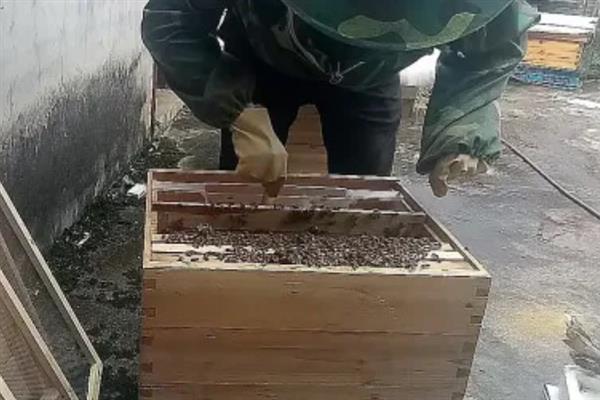 蜜蜂群里面出现棉虫怎么办，使用棉虫清木片、棉虫净等药物具有不错的治疗效果