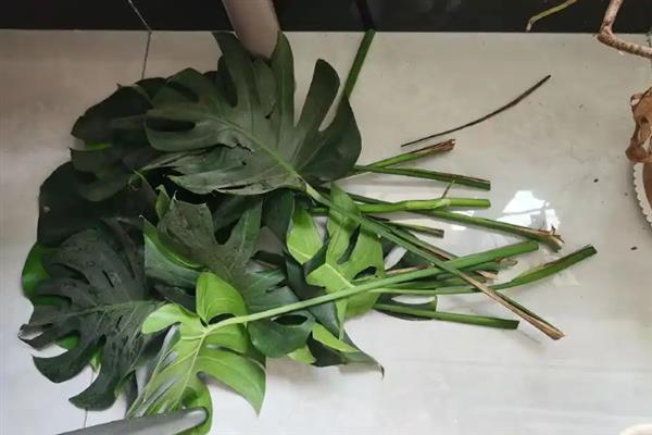 龟背竹怎么修剪，剪除顶部的长枝和密集的枝叶