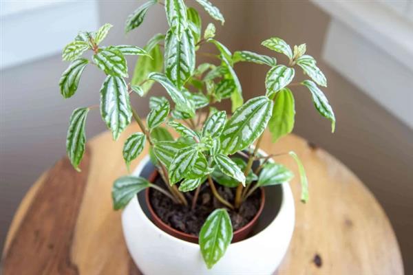 皱叶冷水花的摘心方法，剪除主茎或侧枝顶端的顶稍