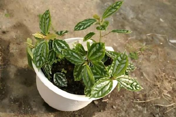 皱叶冷水花的摘心方法，剪除主茎或侧枝顶端的顶稍