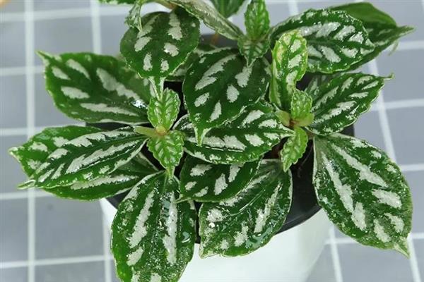 皱叶冷水花的摘心方法，剪除主茎或侧枝顶端的顶稍