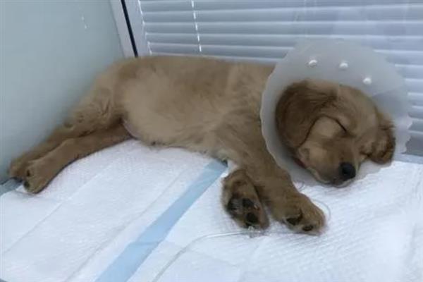 犬瘟的后遗症，会出现摇头、抽搐等神经性症状