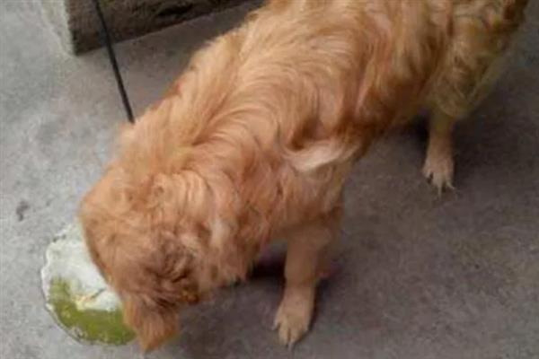 犬瘟的后遗症，会出现摇头、抽搐等神经性症状