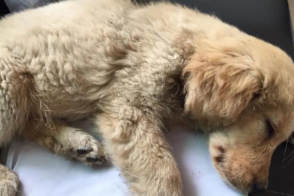 犬瘟的后遗症，会出现摇头、抽搐等神经性症状