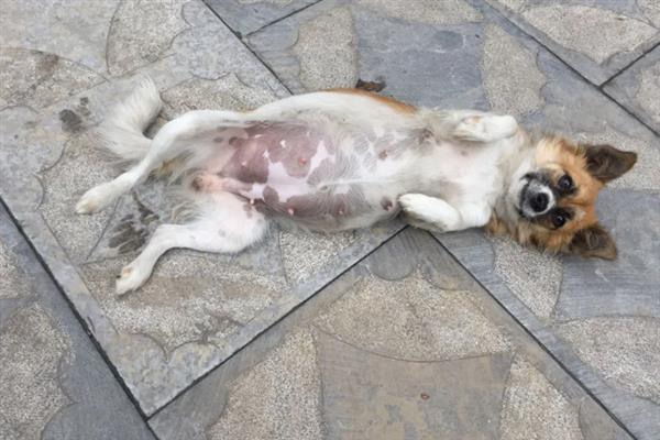 犬瘟的后遗症，会出现摇头、抽搐等神经性症状