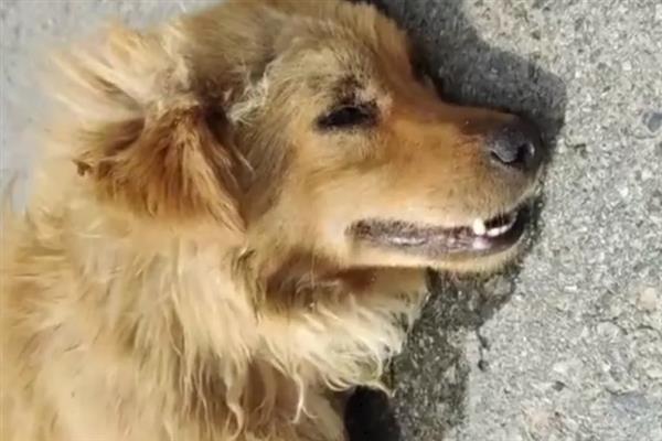 犬瘟的后遗症，会出现摇头、抽搐等神经性症状